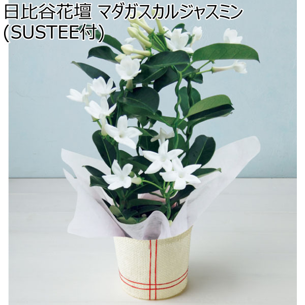 日比谷花壇 マダガスカルジャスミン(SUSTEE付) 【母の日】　商品画像1