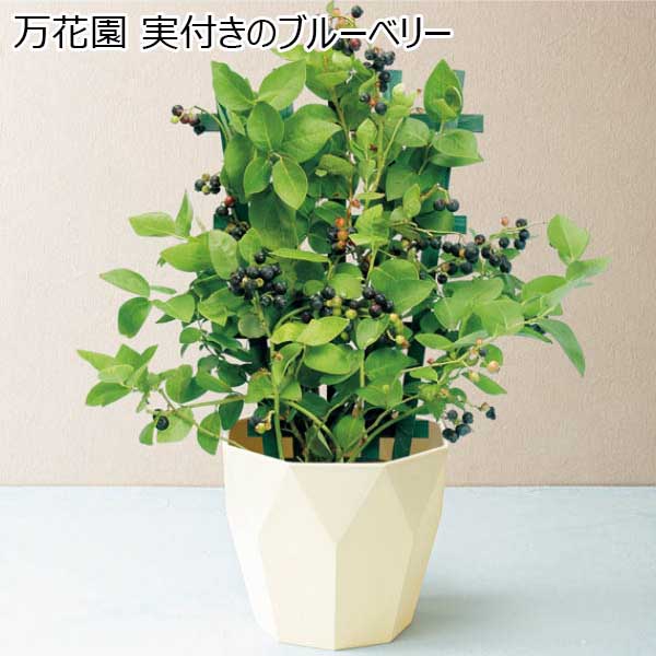 万花園 ブルーベリー実付き ｓｕｓｔｅｅ付 父の日 イオンショップ イオンショップ