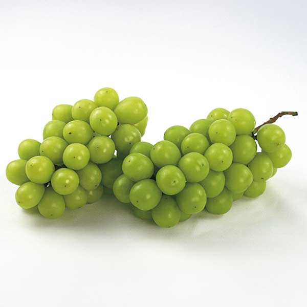 福島県産(JAふくしま未来) ぶどう「シャインマスカット」(お届け期間：7/21〜8/25)【夏の贈りもの・お中元】　商品画像1