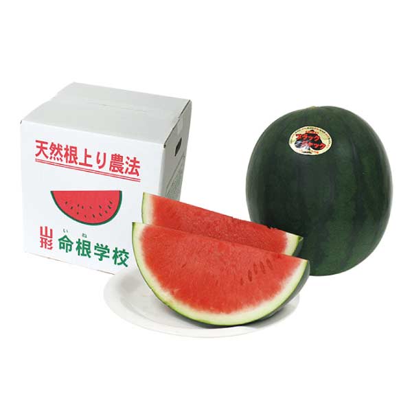 山形県村山市産(門脇農園) 殆どタネのないすいか「ブラックジャック」(お届け期間：7/15〜8/15)【夏の贈りもの・お中元】　商品画像1