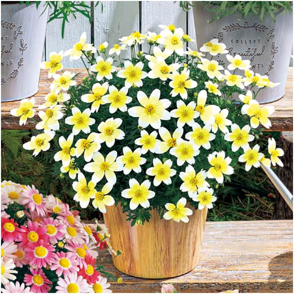 タカハシプランテーション ビデンス「レモンシロップ」(SUSTEE付)【母の日】 花 タカハシプランテーション ビデンス「レモンシロップ」(SUSTEE付)【母の日】 花