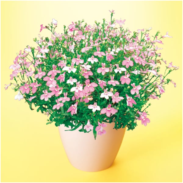タカハシプランテーション ロベリア「アーリースプリング」(SUSTEE付)【母の日】 花 タカハシプランテーション ロベリア「アーリースプリング」(SUSTEE付)【母の日】 花