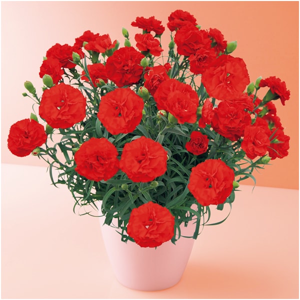 タカハシプランテーション カーネーション「カンタービレ」(SUSTEE付)【母の日】 商品画像1