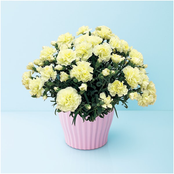 タカハシプランテーション カーネーション「ルミナリア」(SUSTEE付)【母の日】 商品画像1