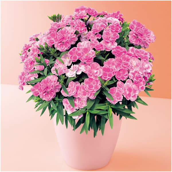 タカハシプランテーション カーネーション「スイーツ・ライラック」(SUSTEE付)【母の日】 商品画像1