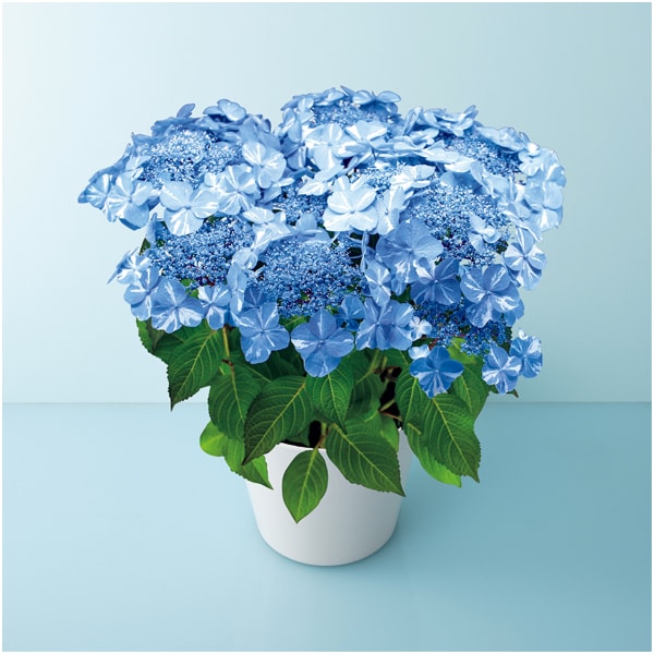 宮崎園芸 あじさい「サニーデイズ」(SUSTEE付)【母の日】　商品画像1