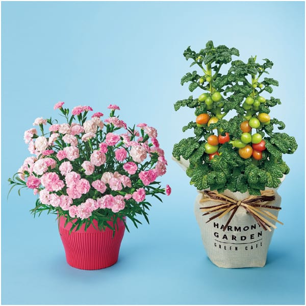 矢祭園芸 ツリーのようなミニトマト sustee付 母の日 イオンショップ イオンショップ 矢祭園芸 ツリーのようなミニトマト sustee付 母の日 イオンショップ イオンショップ