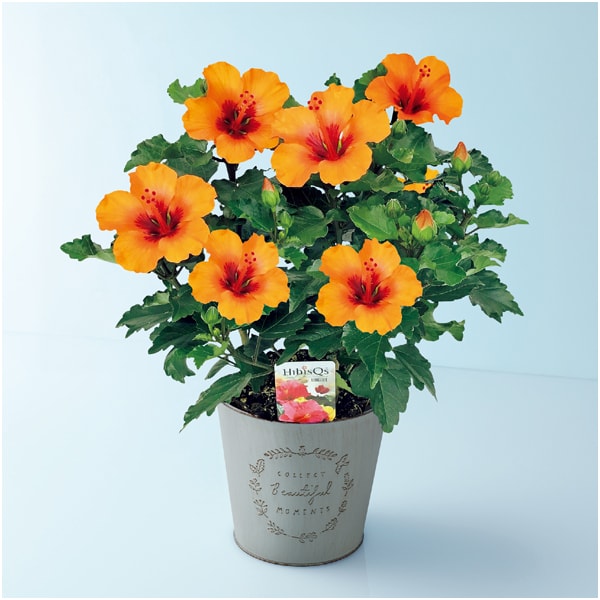 紅和園 ハイビスカス「プチオレンジ」(SUSTEE付)【母の日】 商品画像1