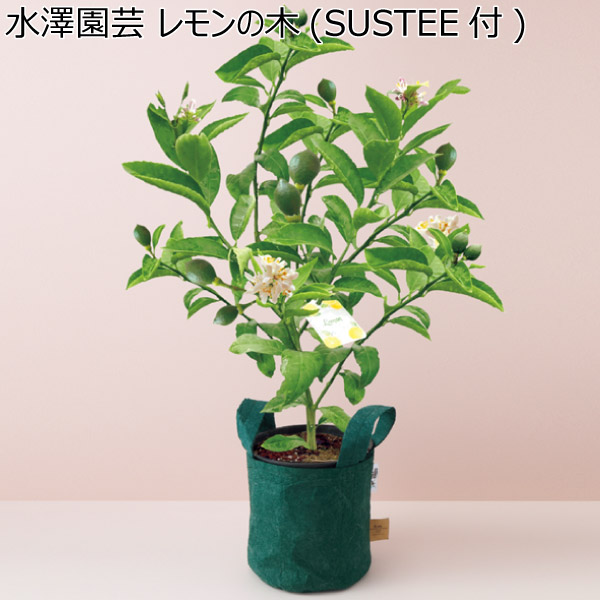 水澤園芸 レモンの木(SUSTEE付) 【父の日】　商品画像1