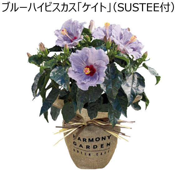 ブルーハイビスカス「ケイト」(SUSTEE付) (お届け期間：7/1〜8/2) 【夏ギフト・お中元】 [5号鉢]　商品画像1