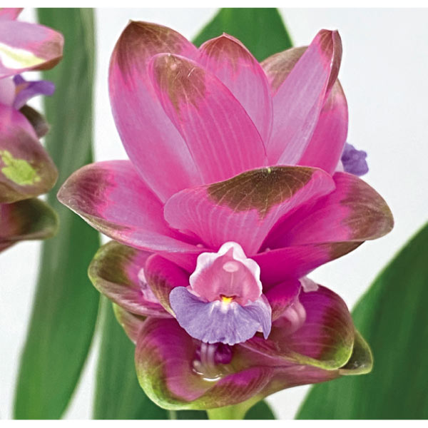 HANAMICHI クルクマ「紫苑」(SUSTEE付)(お届け期間:7/11〜8/6)【夏の贈りもの・お中元】 花【季節の贈り物&ご褒美ギフト】 HANAMICHI クルクマ「紫苑」(SUSTEE付)(お届け期間:7/11〜8/6)【夏の贈りもの・お中元】 花【季節の贈り物&ご褒美ギフト】