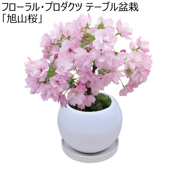 フローラル・プロダクツ テーブル盆栽「旭山桜」 (お届け期間：12/19〜12/31)【冬ギフト・お歳暮】　商品画像1