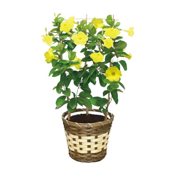 岡本農園 マンデビラ(SUSTEE付)(お届け期間:7/15〜8/6)【夏の贈りもの・お中元】 花【季節の贈り物&ご褒美ギフト】 岡本農園 マンデビラ(SUSTEE付)(お届け期間:7/15〜8/6)【夏の贈りもの・お中元】 花【季節の贈り物&ご褒美ギフト】