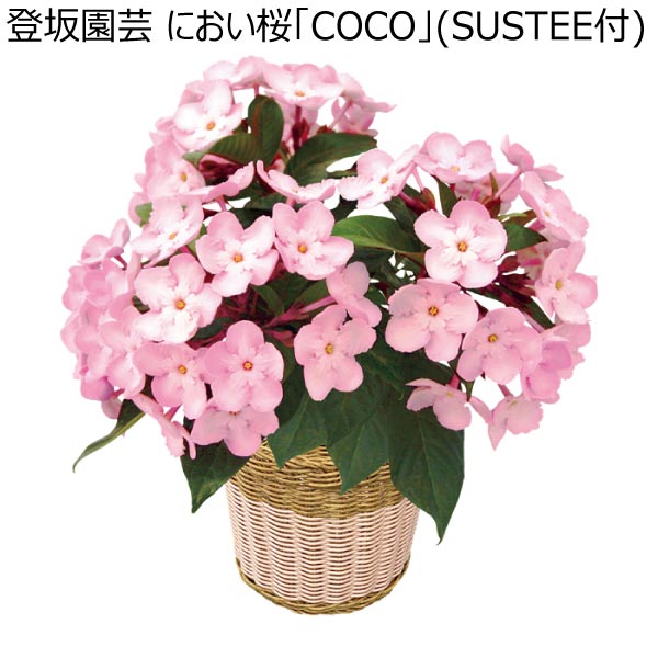 登坂園芸 におい桜「COCO」(SUSTEE付) (お届け期間：12/1〜12/31)【冬ギフト・お歳暮】　商品画像1