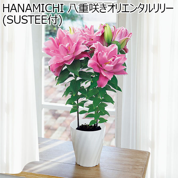 HANAMICHI 八重咲きオリエンタルリリー(SUSTEE付) 【母の日】　商品画像1