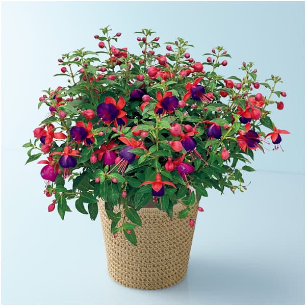 田中園芸 フクシア「ジョリーズ・ナンテス」(SUSTEE付)【母の日】 商品画像1