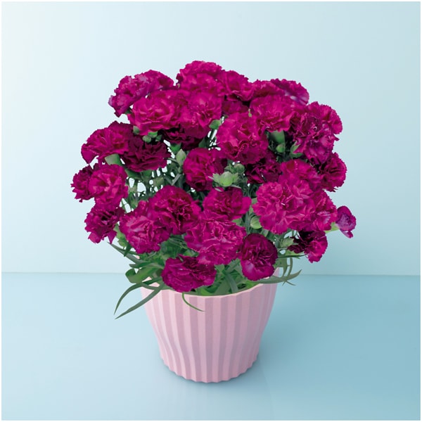 矢祭園芸 カーネーション「ムジカ」(SUSTEE付)【母の日】　商品画像1