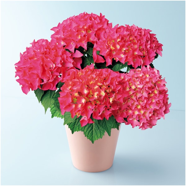 あじさい「パリジェンヌ」(SUSTEE付)【母の日】 商品画像1