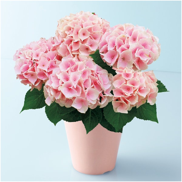 宮崎園芸 あじさい「コットンキャンディ」(SUSTEE付)【母の日】 商品画像1