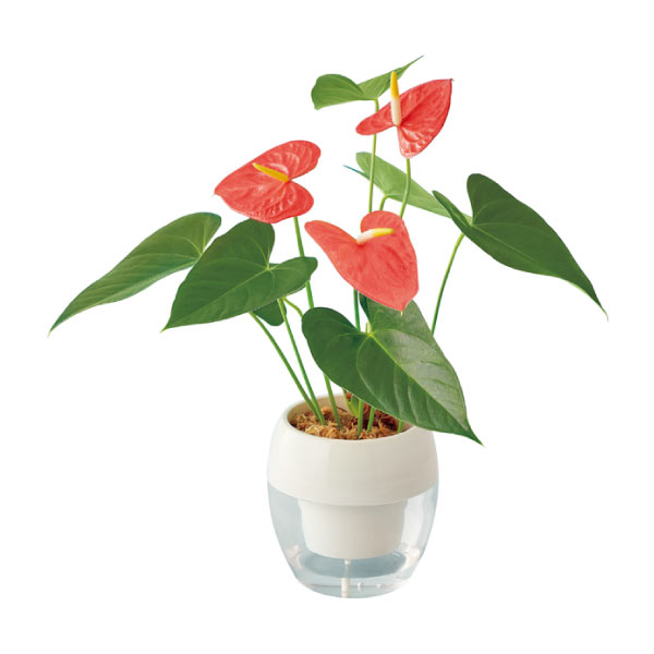 みずてまりんL「アンスリューム」(お届け期間:7/1〜8/15)【夏の贈りもの・お中元】 花【季節の贈り物&ご褒美ギフト】 みずてまりんL「アンスリューム」(お届け期間:7/1〜8/15)【夏の贈りもの・お中元】 花【季節の贈り物&ご褒美ギフト】