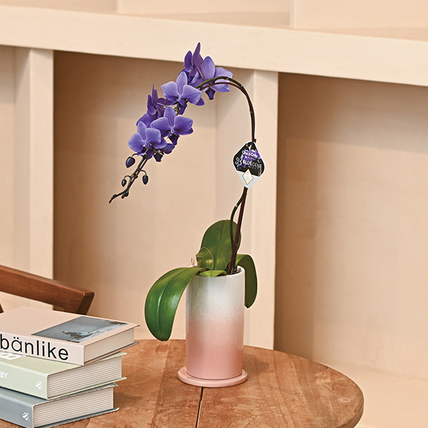 石原産業 胡蝶蘭「BLUE GENE(ブルージーン)」(SUStee付)1本立ち(お届け期間：7/1〜8/15)【夏の贈りもの・お中元】　商品画像1