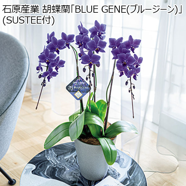 石原産業 胡蝶蘭「BLUE GENE(ブルージーン)」(SUSTEE付) 【母の日】　商品画像1