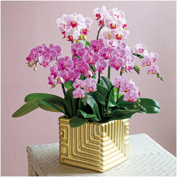 リーフ 胡蝶蘭10本立(SUSTEE付)【父の日】 花 リーフ 胡蝶蘭10本立(SUSTEE付)【父の日】 花