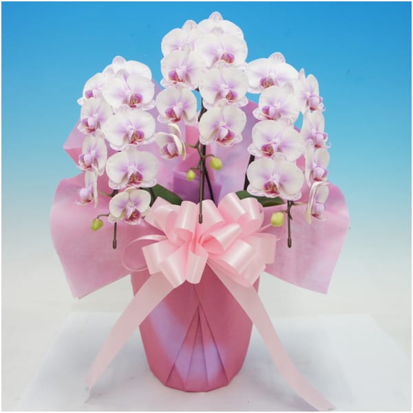 マルイ洋蘭開発センター 中輪胡蝶蘭「ストロベリーサリー」3本立(SUSTEE付)【父の日】 花 マルイ洋蘭開発センター 中輪胡蝶蘭「ストロベリーサリー」3本立(SUSTEE付)【父の日】 花