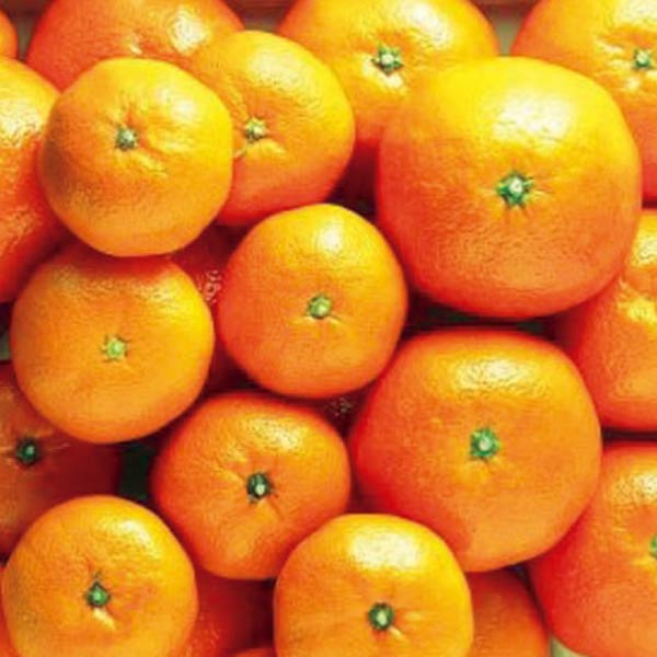和歌山県有田産(JAわかやま) 有田大玉みかん9kg(お届け期間：11/21〜12/28)【冬の贈りもの・お歳暮】　商品画像1