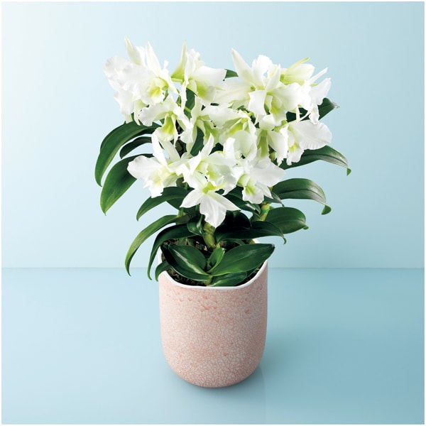 サノ・オーキッド デンドロビウム「サマーナイトドリーム」(SUSTEE付)【母の日】　商品画像1