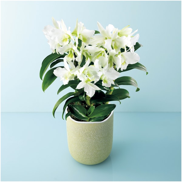 サノ・オーキッド デンドロビウム「サマーナイトドリーム」(SUSTEE付)【父の日】　商品画像1