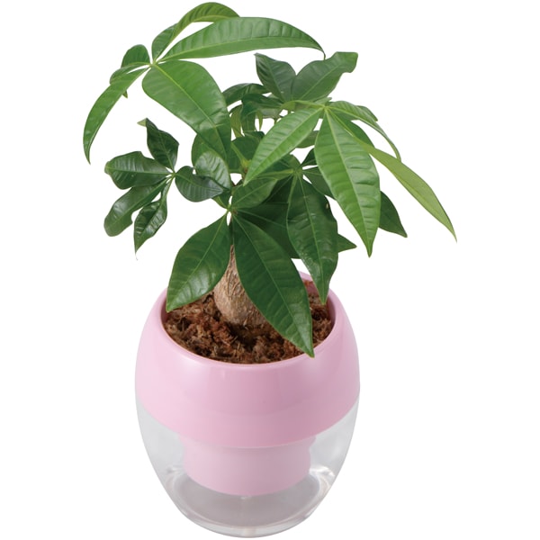 GreenWalk みずてまりんL(パキラ)【母の日】　商品画像1