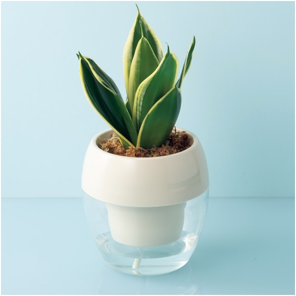 GreenWalk みずてまりんL(サンスベリア)【母の日】 商品画像1