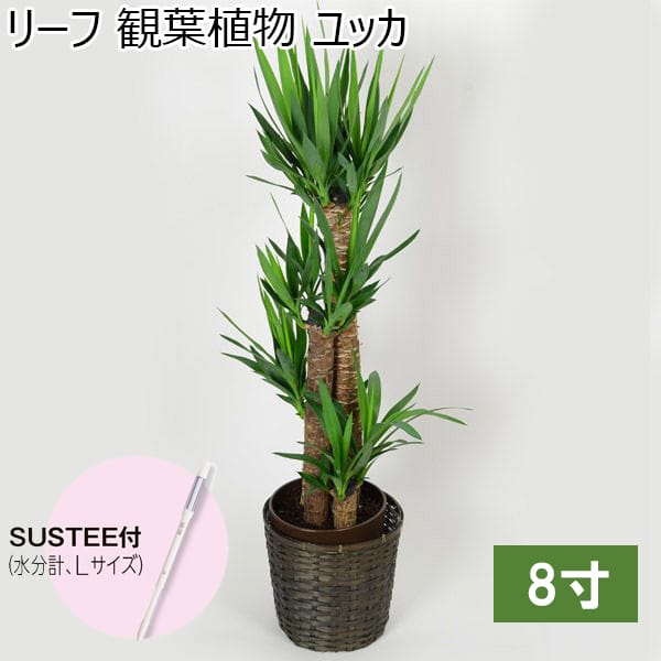 リーフ 観葉植物 ユッカ8寸（SUSTEE付き）【年間ギフト】　商品画像1