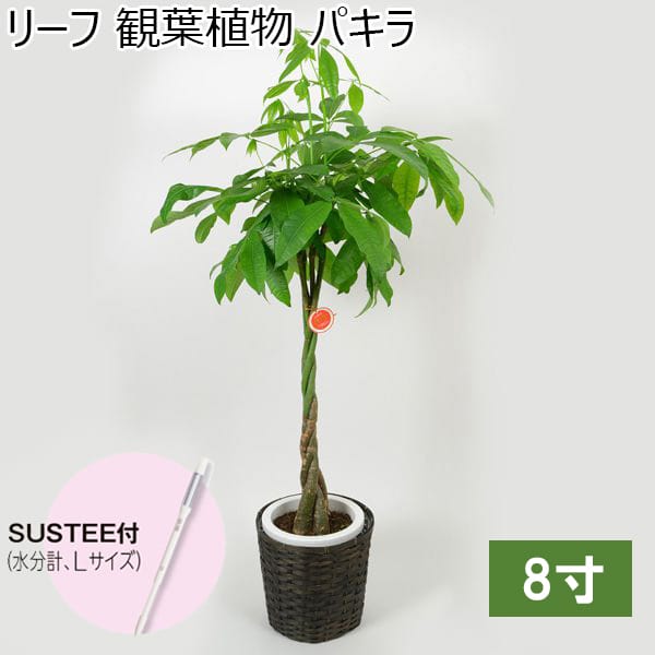リーフ 観葉植物 パキラ8寸（SUSTEE付き）【年間ギフト】　商品画像1