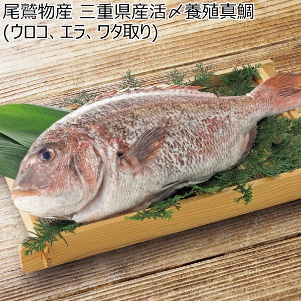 尾鷲物産 三重県産活〆養殖真鯛(ウロコ、エラ、ワタ取り)【冬ギフト・お歳暮】　商品画像1