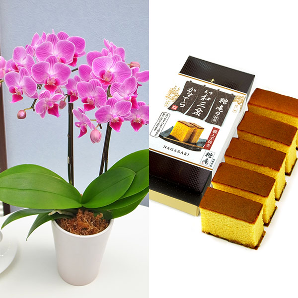 椎名洋ラン園 テーブル胡蝶蘭2本立陶器鉢入り(SUSTEE付)+長崎和三盆カステラ【お届け期間:9月12日〜9月15日】【敬老の日】 花【季節の贈り物&ご褒美ギフト】 椎名洋ラン園 テーブル胡蝶蘭2本立陶器鉢入り(SUSTEE付)+長崎和三盆カステラ【お届け期間:9月12日〜9月15日】【敬老の日】 花【季節の贈り物&ご褒美ギフト】