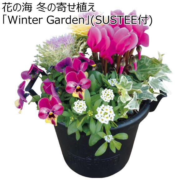 花の海 冬の寄せ植え「Winter Garden」(SUSTEE付) (お届け期間：12/1〜12/31)【冬ギフト・お歳暮】　商品画像1