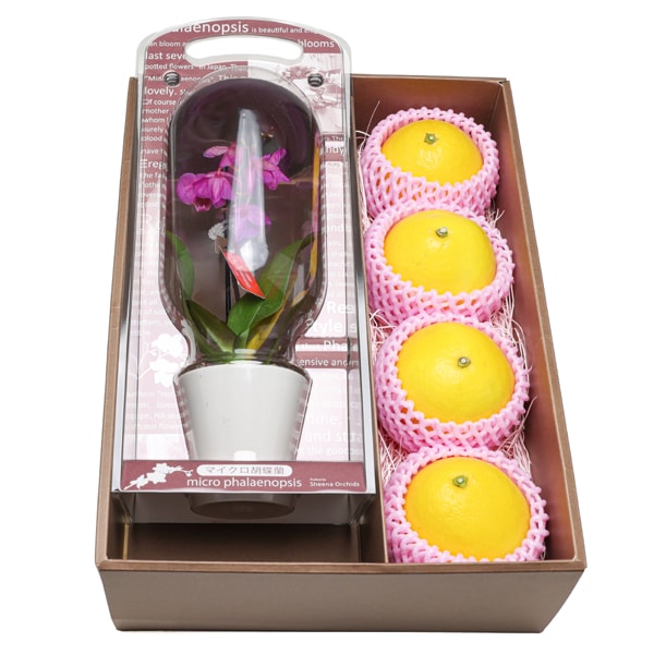 高知県産 マイクロ胡蝶蘭と高知県産小夏セット【母の日】 商品画像1