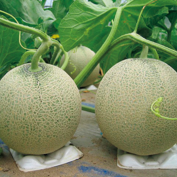山形県産 庄内メロン(赤肉・青肉)(お届け期間:7/5〜8/10)【夏の贈りもの・お中元】 果物・野菜【季節の贈り物&ご褒美ギフト】 山形県産 庄内メロン(赤肉・青肉)(お届け期間:7/5〜8/10)【夏の贈りもの・お中元】 果物・野菜【季節の贈り物&ご褒美ギフト】