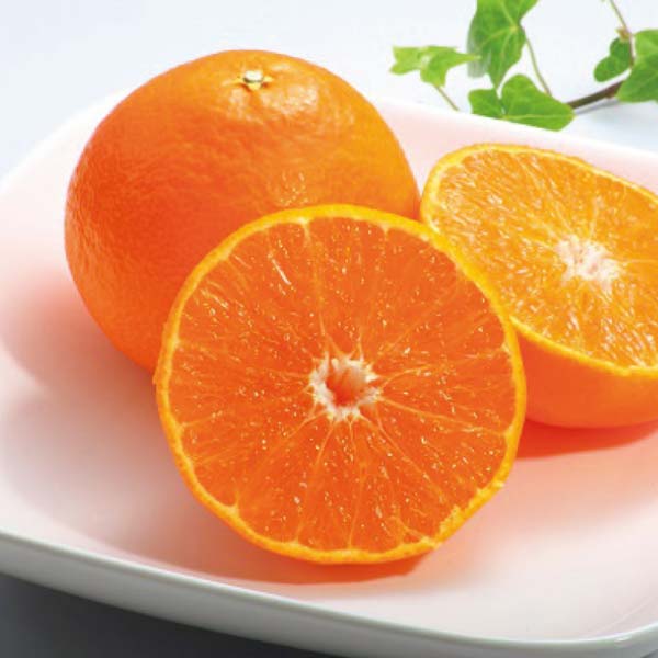 愛媛県産 紅まどんな 1.5kg(お届け期間:11/25〜12/31)【冬の贈りもの・お歳暮】 果物・野菜【イオン特選お歳暮】 愛媛県産 紅まどんな 1.5kg(お届け期間:11/25〜12/31)【冬の贈りもの・お歳暮】 果物・野菜【イオン特選お歳暮】