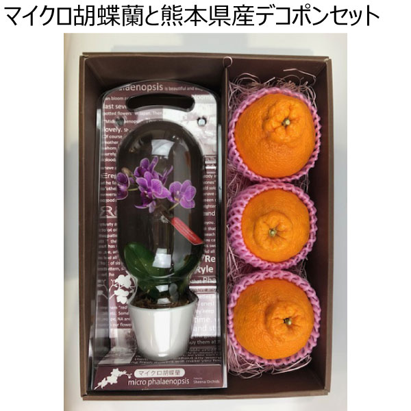 マイクロ胡蝶蘭と熊本県産デコポンセット 【母の日】　商品画像1