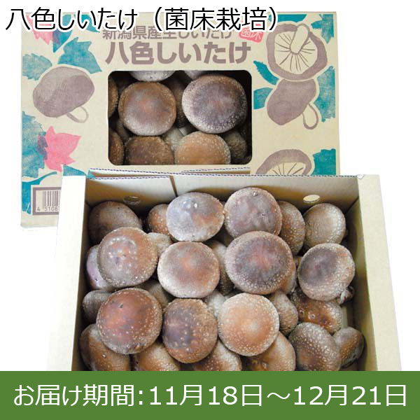 新潟県産八色しいたけ（菌床栽培）900g入 箱【お届け期間 11／18〜12