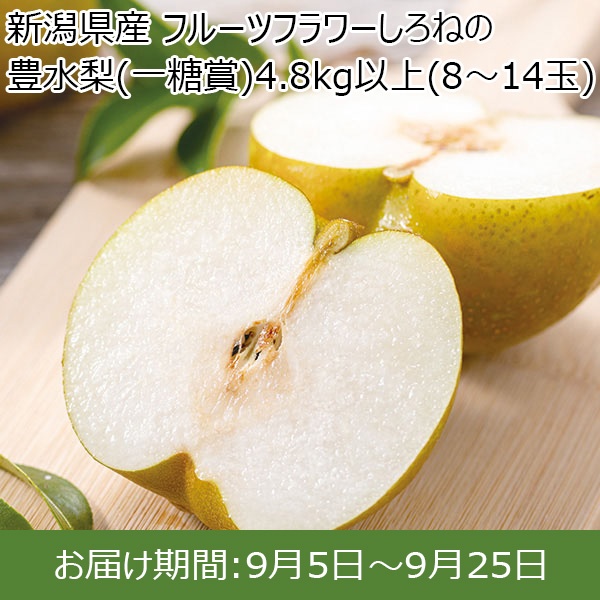 新潟県産(JA新潟かがやき地区)フルーツフラワーしろねの豊水梨(一糖賞)4.8kg以上(8〜14玉)【お届け期間 9/5〜9/25】【ふるさとの味・北陸信越】　商品画像1