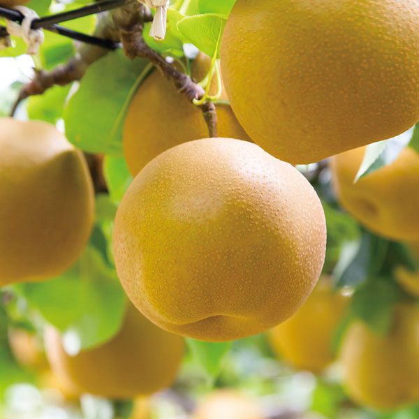 富山県呉羽産 幸水梨 3L〜4Lサイズ 5kg以上(12〜14玉)【CB】 果物・野菜【季節の贈り物&ご褒美ギフト】 富山県呉羽産 幸水梨 3L〜4Lサイズ 5kg以上(12〜14玉)【CB】 果物・野菜【季節の贈り物&ご褒美ギフト】