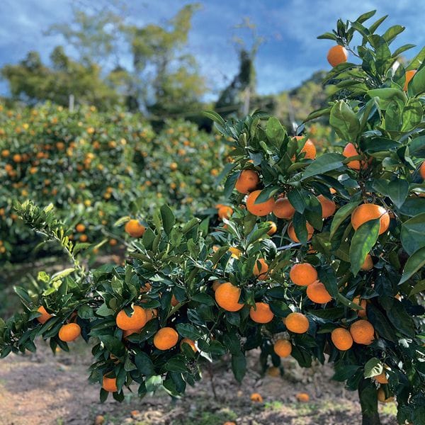 mY(JAmk) ̋{݂ STCY3kgyCBz ʕE؁yG߂̑蕨JMtgz