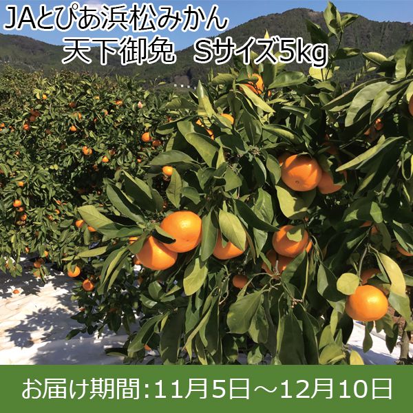 静岡県産(JAとぴあ浜松)JAとぴあ浜松みかん 天下御免 Sサイズ5kg【限定200箱】【お届け期間：11/5(火)〜12/10(火)】【ふるさとの味・東海】　商品画像1