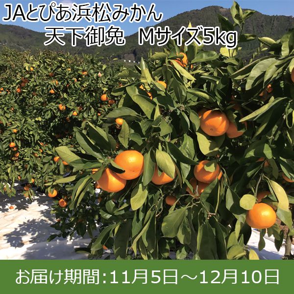 静岡県産(JAとぴあ浜松)JAとぴあ浜松みかん 天下御免 Mサイズ5kg【限定200箱】【お届け期間：11/5(火)〜12/10(火)】【ふるさとの味・東海】　商品画像1