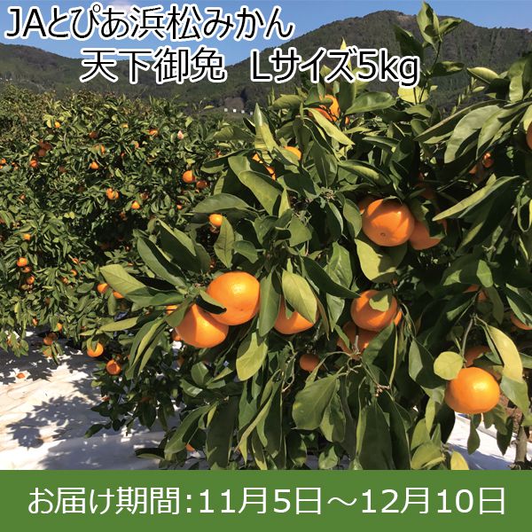 静岡県産(JAとぴあ浜松)JAとぴあ浜松みかん 天下御免 Lサイズ5kg【限定100箱】【お届け期間：11/5(火)〜12/10(火)】【ふるさとの味・東海】　商品画像1