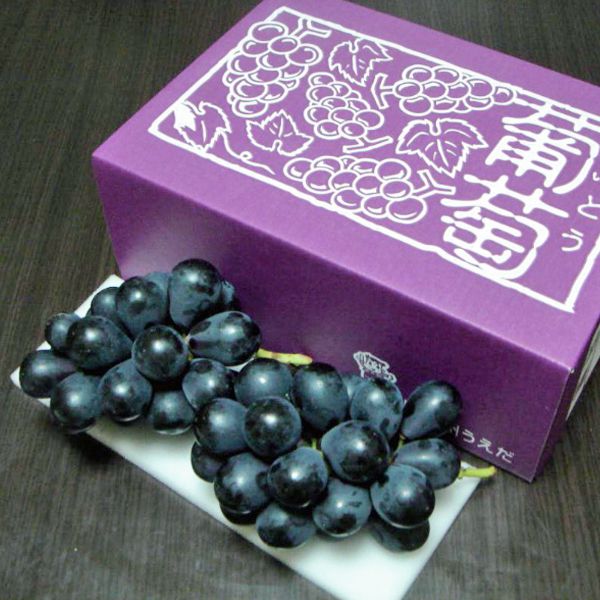 長野県(JA信州うえだ)産 ぶどう(ナガノパープル)【CB】 果物・野菜【季節の贈り物&ご褒美ギフト】 長野県(JA信州うえだ)産 ぶどう(ナガノパープル)【CB】 果物・野菜【季節の贈り物&ご褒美ギフト】